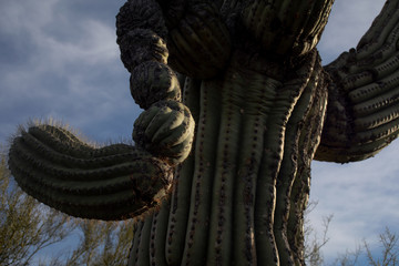 Malformed Saguaro Arm