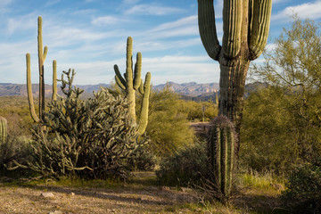 Sonoran Desert Landscape