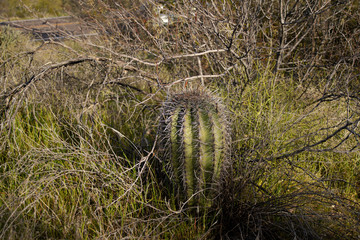 Young Saguaro in Buffelgrass