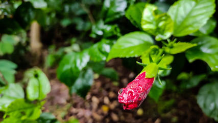 Natural macro shot on a rainy day.