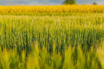 Agricultural Growth -Various Fields - Agriculture Farming Field