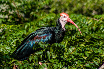 Colorful ibis