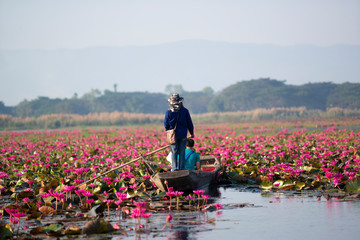 Rear view of man paddling Rowboat in the Red lotus lake at thailand For tourist services.