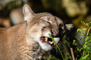 Florida panther