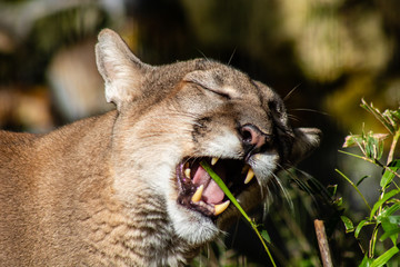 Florida panther