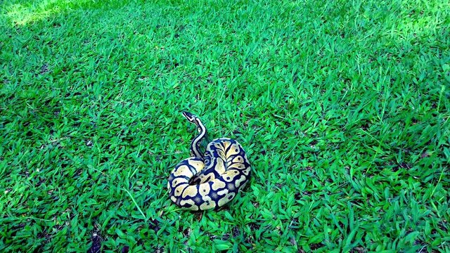python ball (Python regius) sunbathing on the lawn.