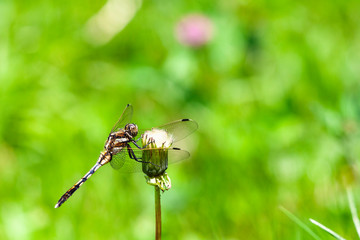 Dragonfly