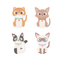 little cats character sitting different breed with , pets