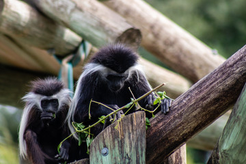 Angolan Colobus Monkey