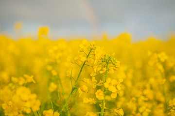 Agricultural Growth -Various Fields - Agriculture Farming Field