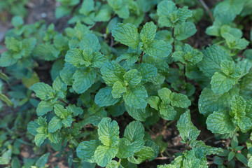 Green mint vegetables are grown as food.