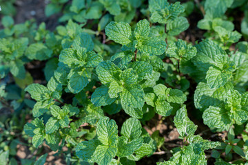 Green mint vegetables are grown as food.