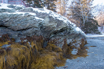 seaweed on cliff