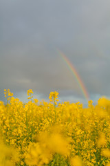 Naklejka premium Agricultural Growth -Various Fields - Agriculture Farming Field