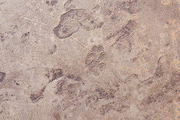Dog footprints on concrete. // Texture //Wallpaper