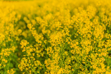 Oilseed Rape Field Biofuel Production
