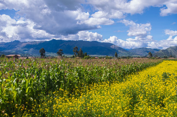 Fototapeta na wymiar field of yellow flowers- Cusco Perú