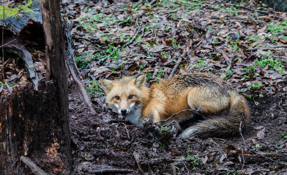 Red Fox Canine Caught By Trapper In Live Trap. Wildlife Trapped In Foothold Trap. Management And Recreational Sport Activity Of Animal Hunting And Trapping. 