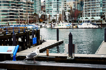 A View of False Creek Water Inlet in Vancouver, British Columbia, Canada 