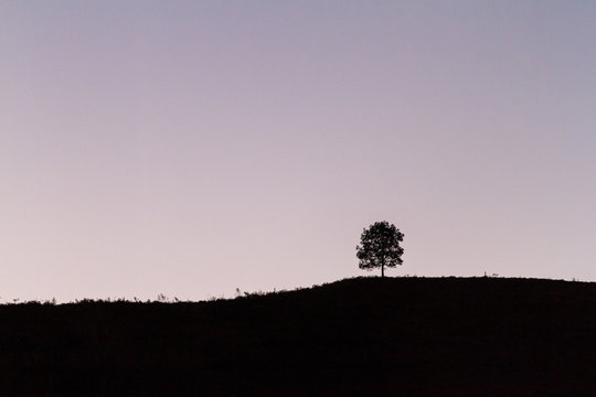 lone tree on a hill