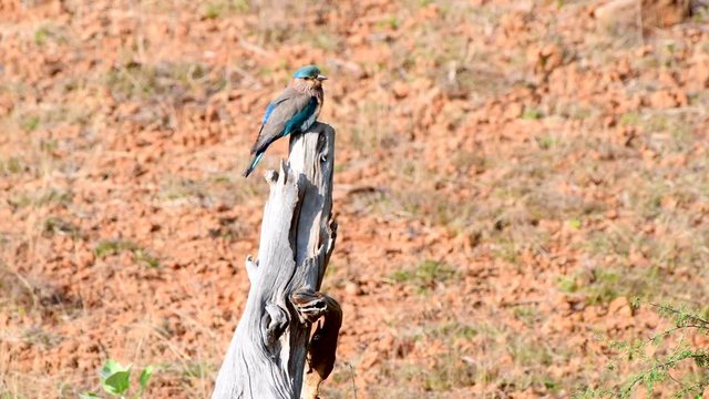 An Indian Roller Perched On A Dry Branch of a Tree with a Dry Grass Land on Background - close up shot