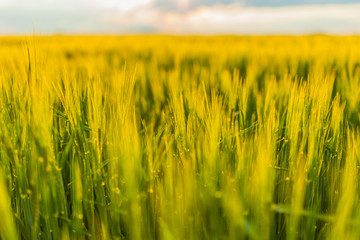 Agricultural Growth -Various Fields - Agriculture Farming Field