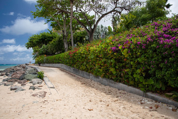 Boardwalk lined with Bougainvillear Flowers in Holetown, Barbados on the West Coast