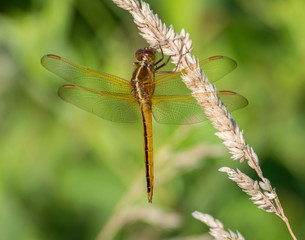 Drogonnfly perched 