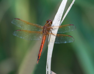 Drogonnfly perched 