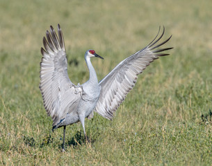 Sandhill Crane