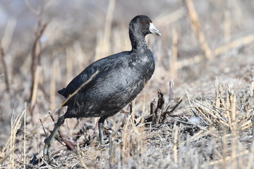 American Coot