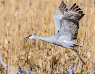 Sandhill Crane