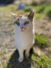 さくらねこは愛されねこ