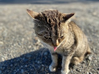 さくらねこは愛されねこ