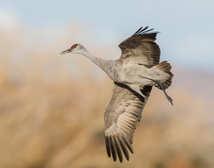 Sandhill Crane