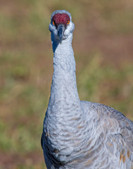 Sandhill Crane