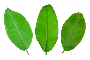 Obraz premium three banana leaf on white background.