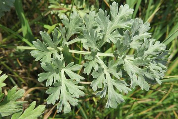 Sagebrush plant in the garden, closeup