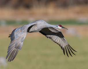 Sandhill Crane