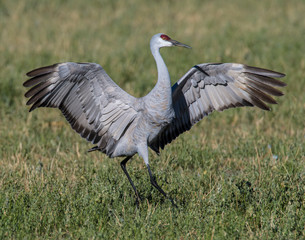 Sandhill Crane