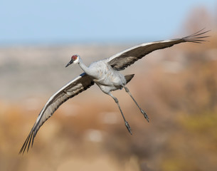Sandhill Crane
