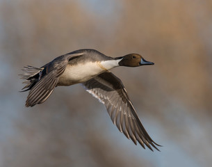 Northern Pintail Drake in flight