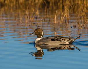 Northern Pintail Drake in the water with reflection