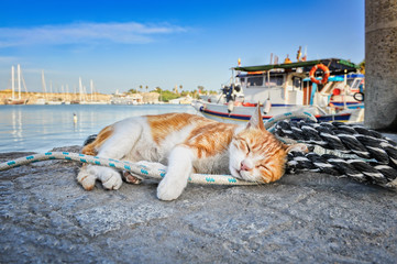 Red-haired sleeping cat on a rope in the harbor on sunny day