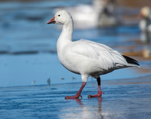 Swow Goose walking on ice