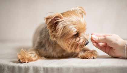 The girl feeds the dog with cheese. Photographed in the studio.