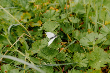 Agricultural Growth -Various Fields - Agriculture Farming Field