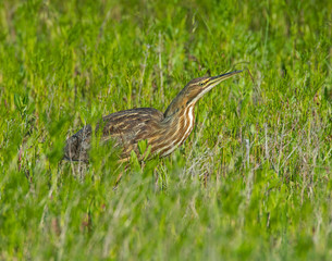 American Bittern
