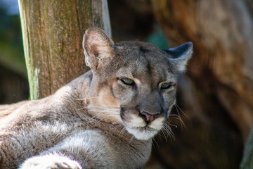 Florida panther