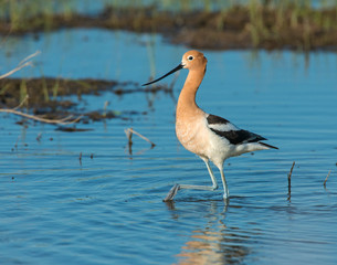 American Avocet